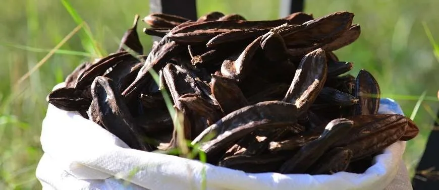 Carob and the Digestive System: Ancient Natural Remedies